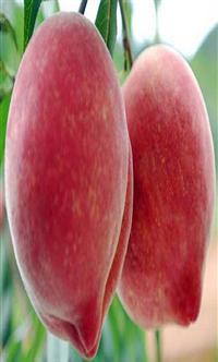 西南兴农特色农产品贸易平台 项目